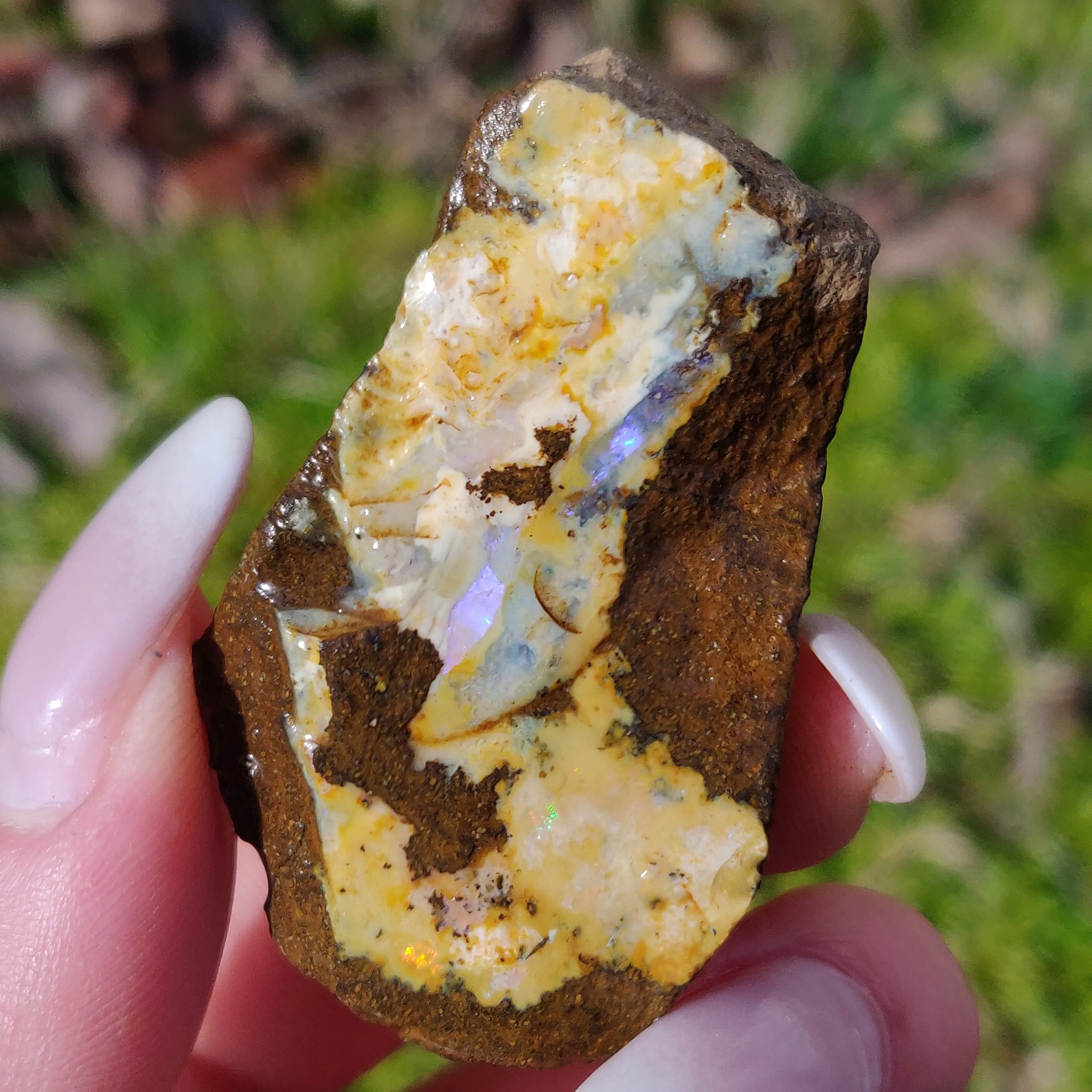 Australian Boulder Opal Rough Specimen (#7)