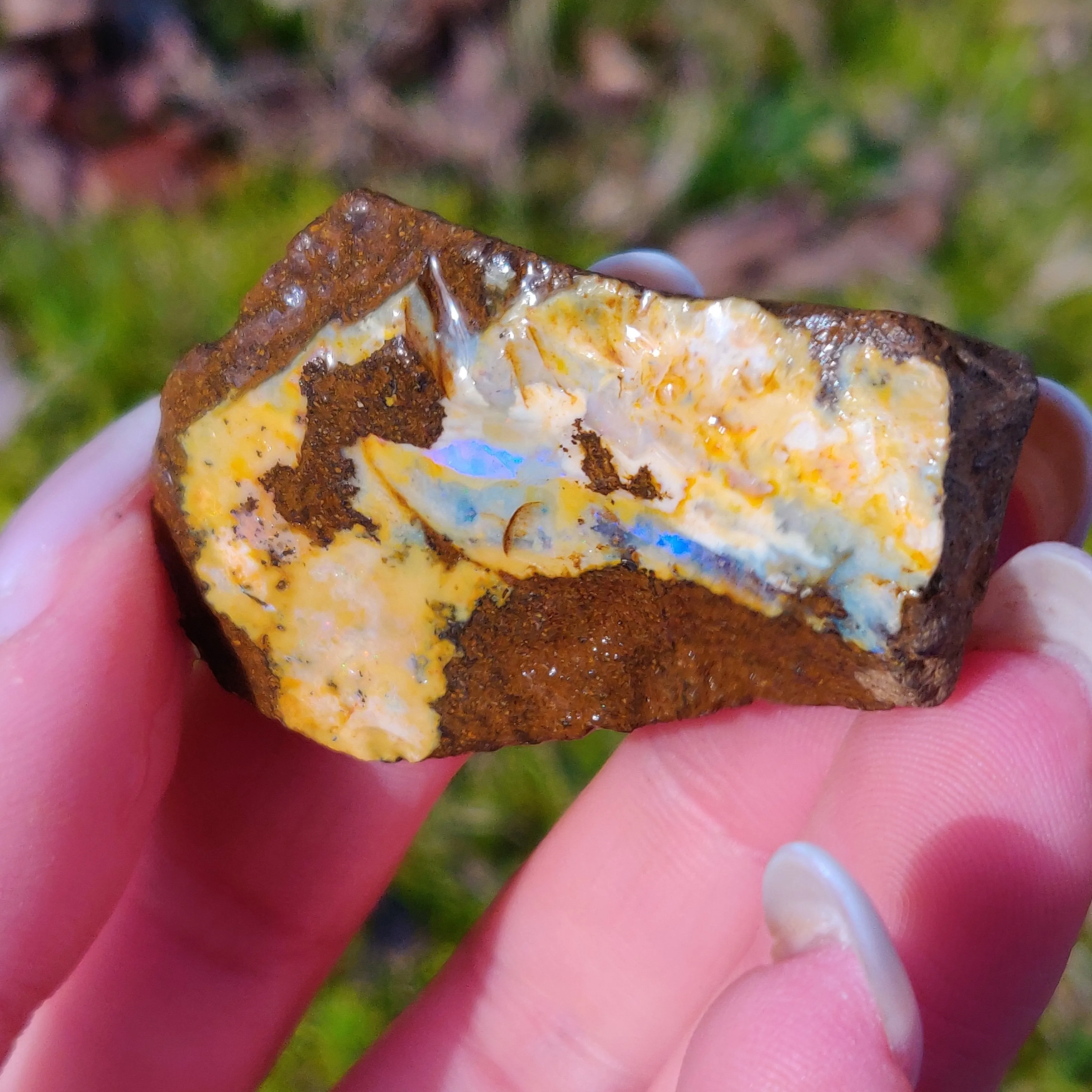 Australian Boulder Opal Rough Specimen (#7)