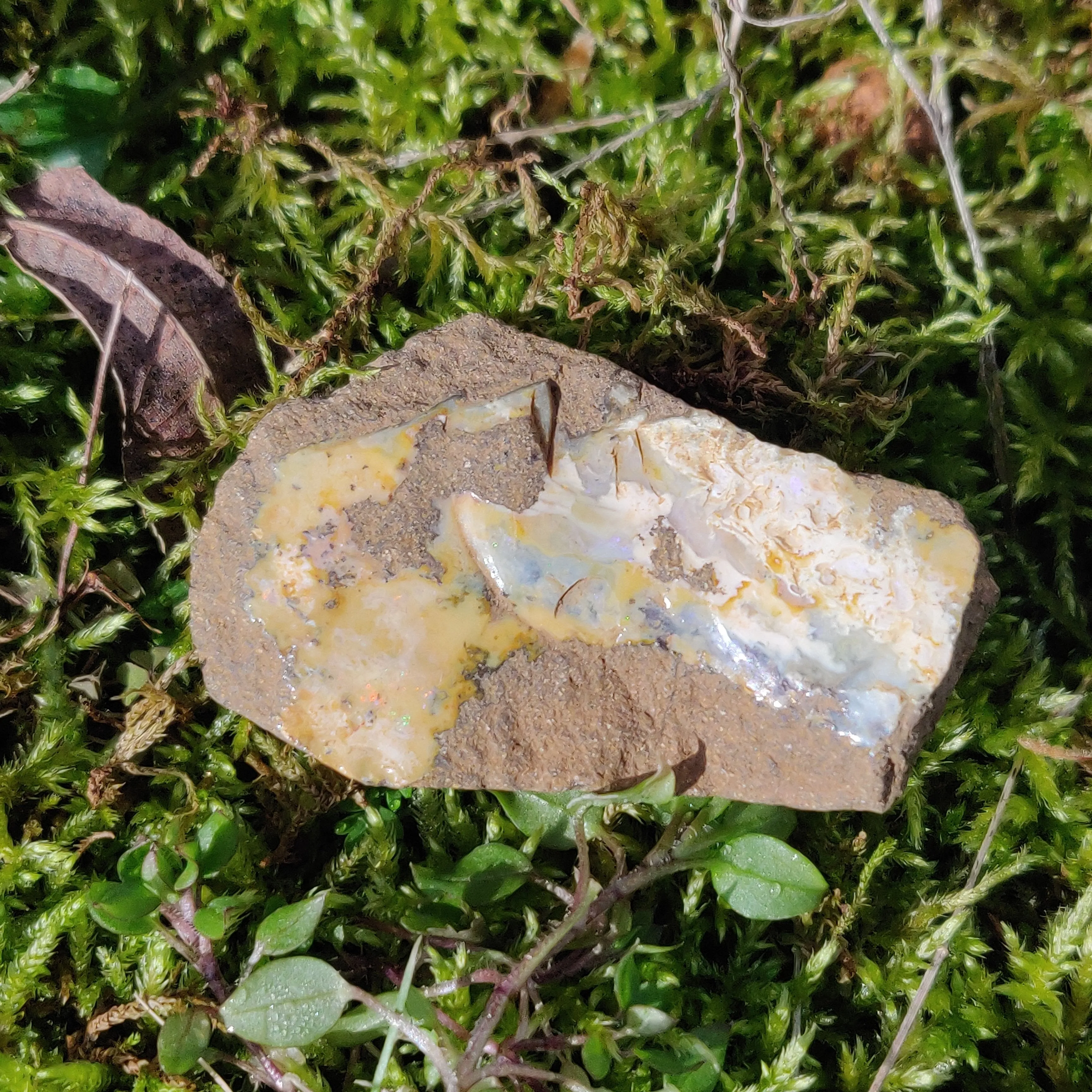Australian Boulder Opal Rough Specimen (#7)