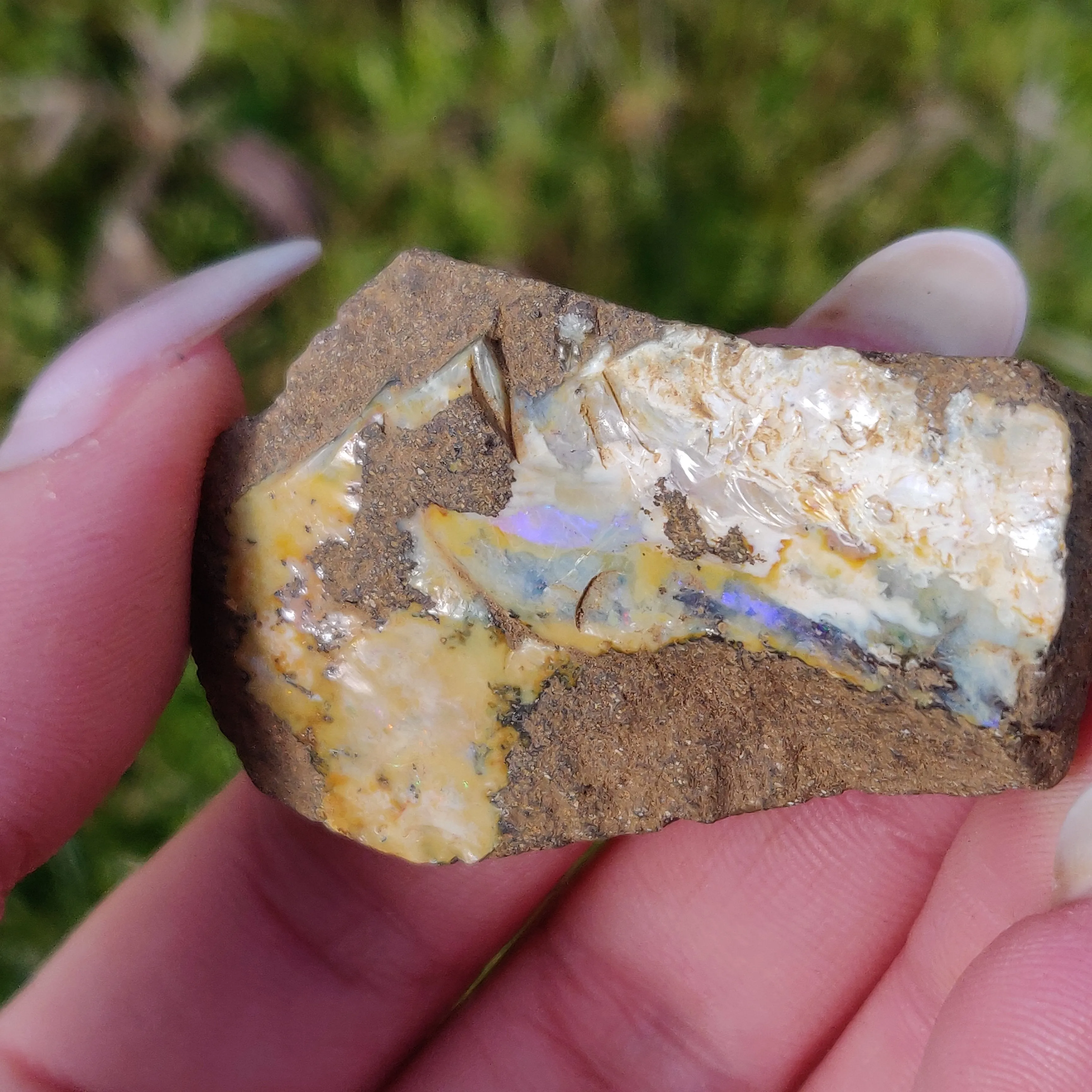 Australian Boulder Opal Rough Specimen (#7)