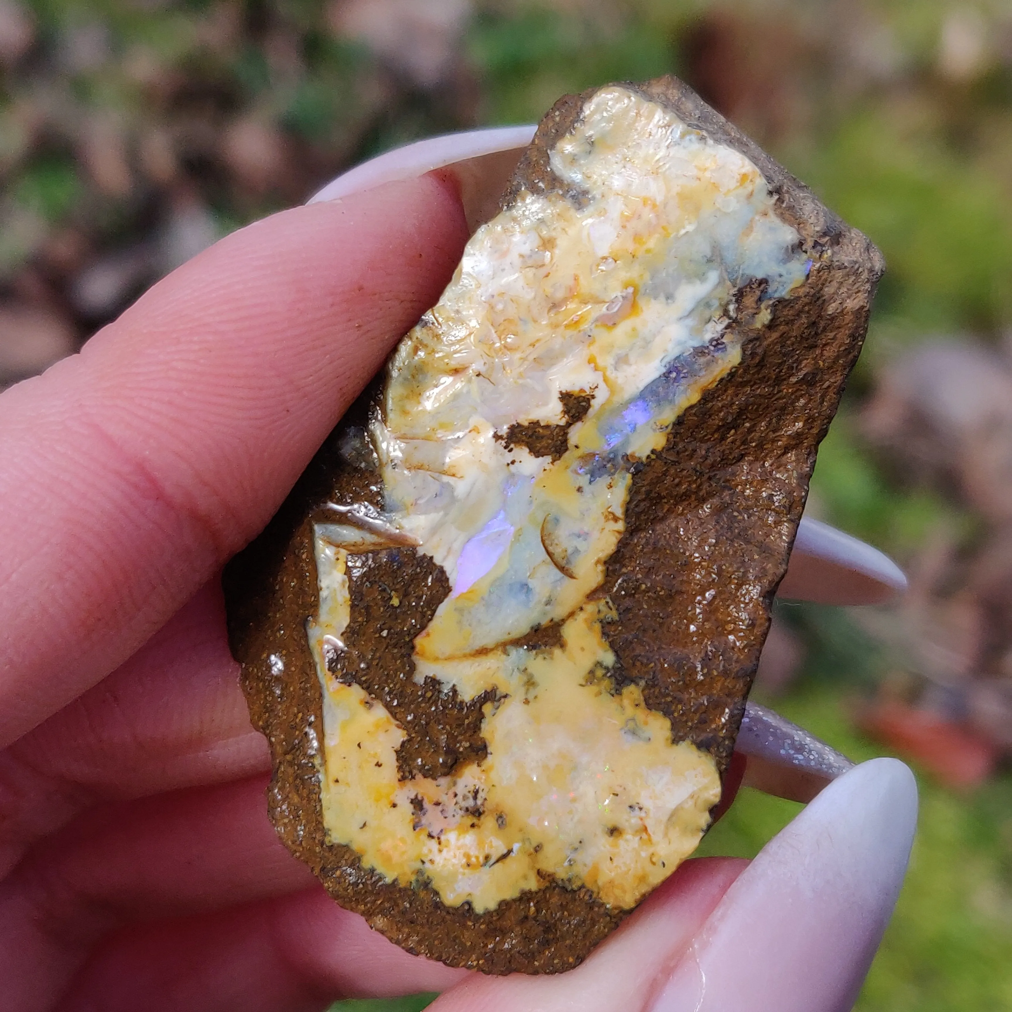 Australian Boulder Opal Rough Specimen (#7)
